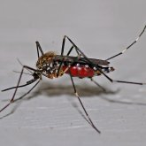 The development of the mosquito eradication project idea has begun