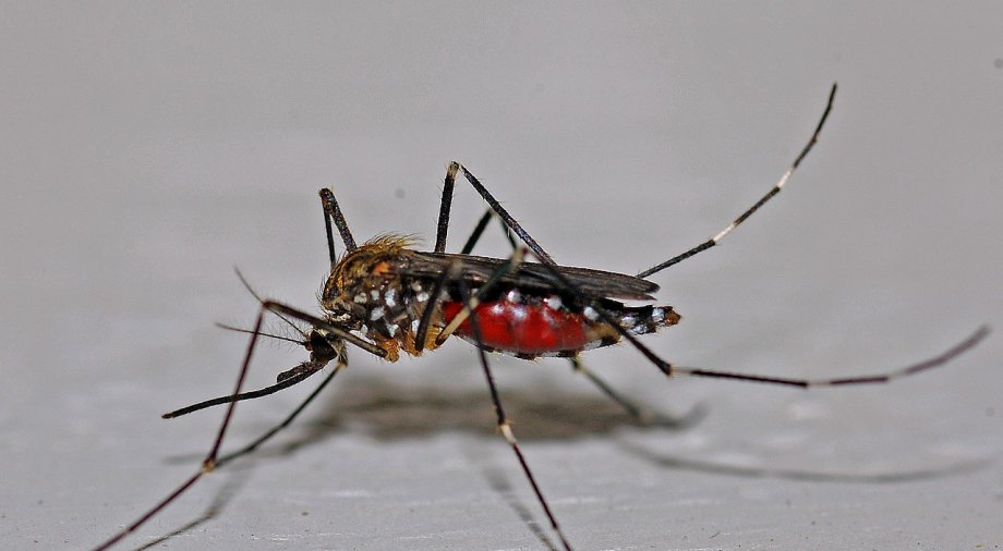 The development of the mosquito eradication project idea has begun